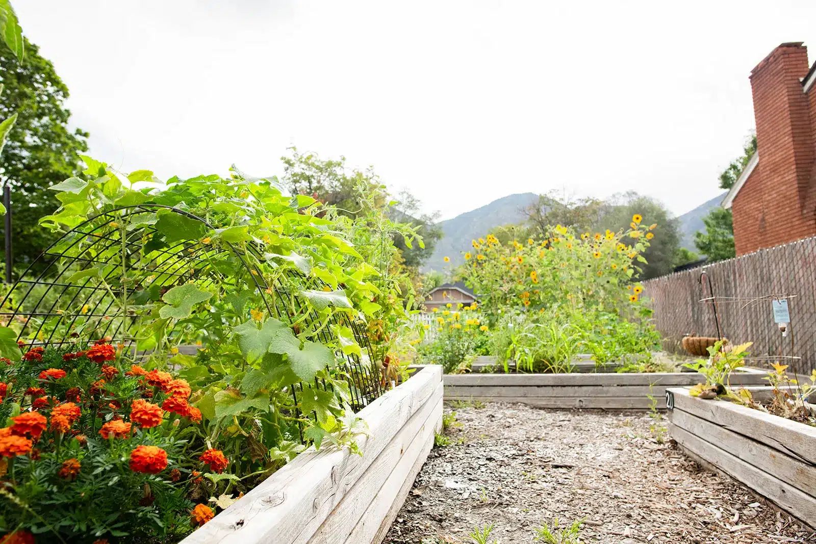 Picture of a community garden in planter boxes with a woodchip path between